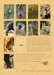 Animal Flashies