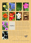 Colors on Flowers